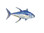 Embroidered Yellow Fin Tuna