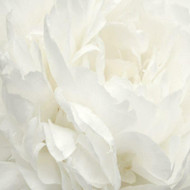 G78424 - Atmosphere White Rose White Rose Galerie Wallpaper Mural