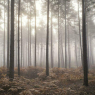 G78426 - Atmosphere Moody Woodland Forest in the Mist Galerie Wallpaper Mural