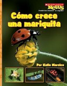 Cómo crece una mariquita - Ladybug Larva Grows Up