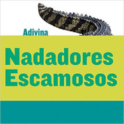 Nadadores escamosos - Scaly Swimmers