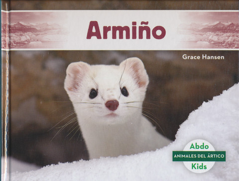 Armiño - Ermine