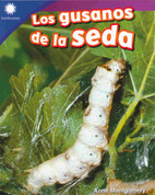 Los gusanos de seda - Raising Silkworms
