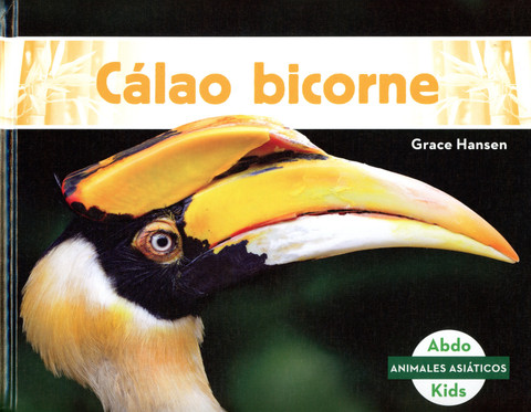 Cálao bicorne - Great Hornbill