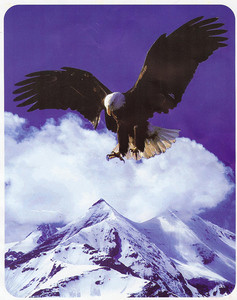 KING Korean Made Mountain Eagle Plush Raschel Blanket