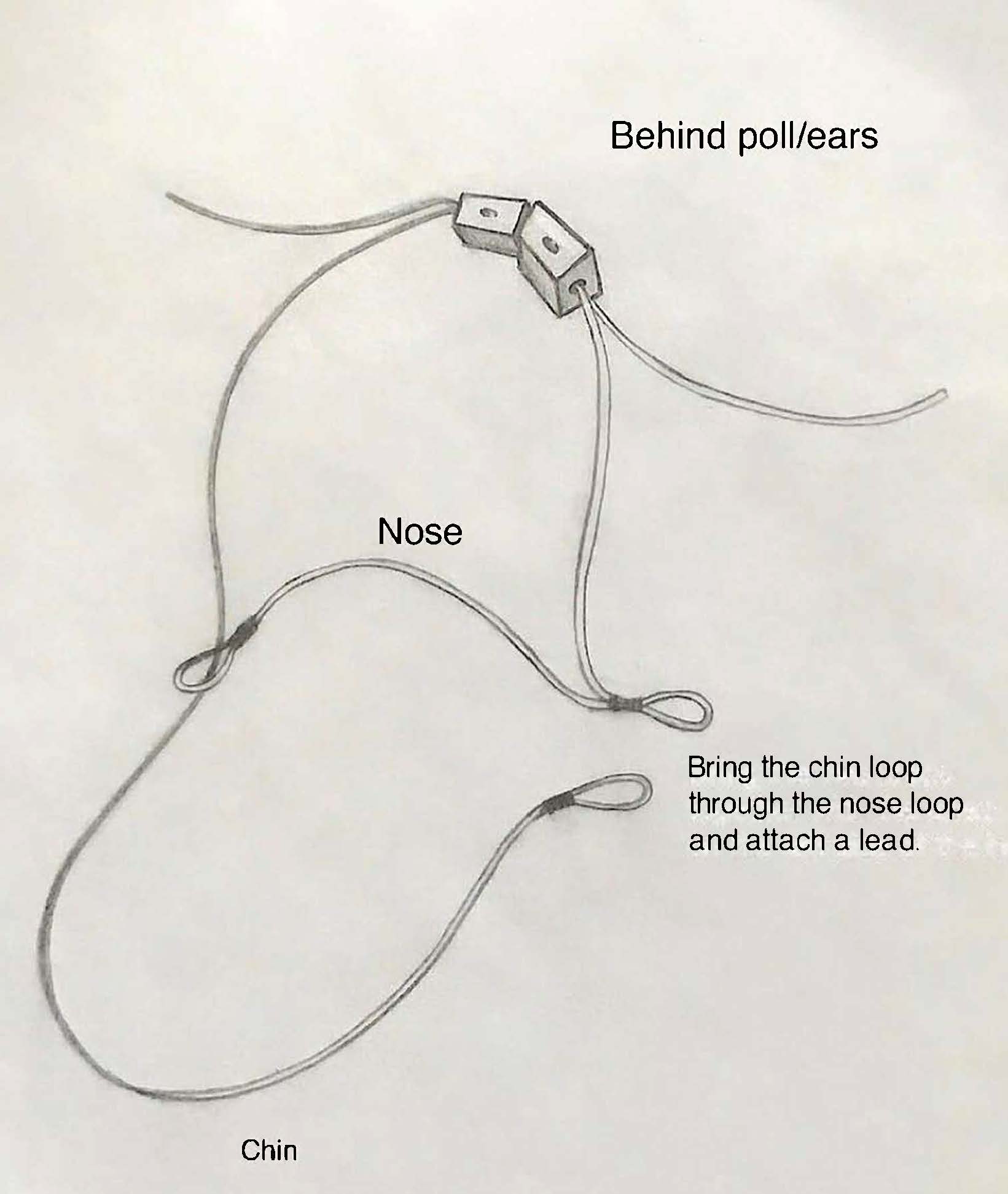 halter-sketch.jpg