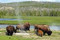 Custer State Park