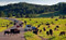 Custer State Park