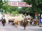 Stockyards Cattle Drive Fort Worth, Texas