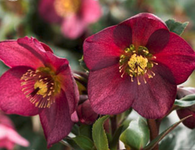 Helleborus HGC Ice N' Roses Red (5 Plants)