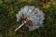 The Echidna - made from recycled forks and spoons from a catering company that closed down