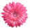 Pink Clip Flower