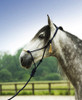 NOTE: This product image was supplier-provided and is a good example of how NOT to tie the halter (please note proper knot tying and halter fitting in the third & fourth pictures here). This halter should also ideally be tied more snugly beneath the horse's jaw, drawing the noseband further up the nose into better position.