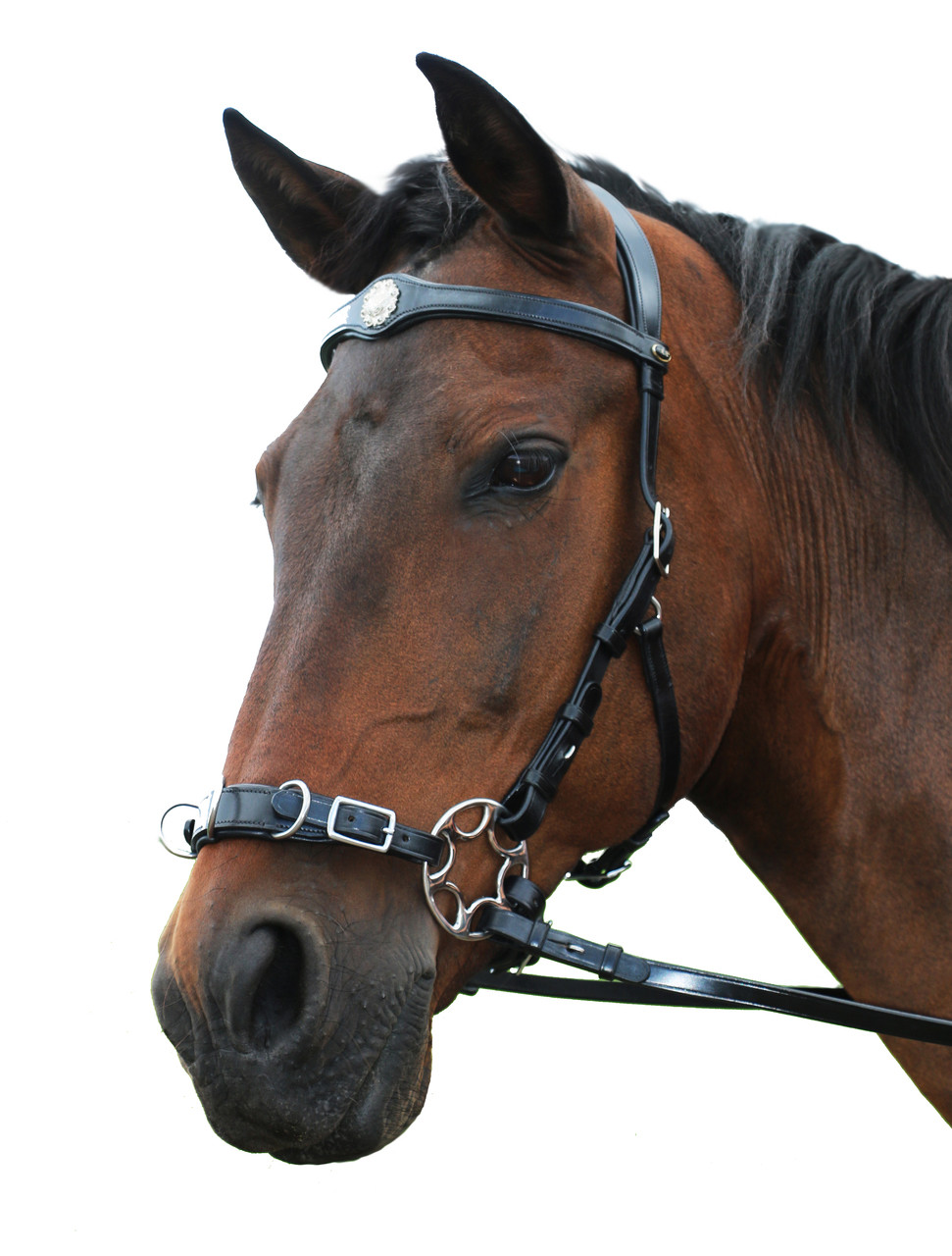 Caval Bitless Leather Hackamore Bridle Equinnovations