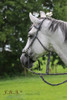 Bodanza rope bitless headstall in Ruchi color Black/White "B" with matching reins ("Lami" noseband shown is not included)