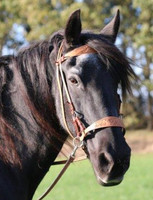 "Diego" Side-pull Leather Bridle