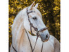 Shown here with the "Calli"Hackamore bridle
