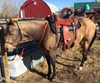 Seen here beneath a Freemax Special Edition treeless saddle which is nearly identical in make and workmanship to the Colorado Springs treeless saddles, the Western Anatomical pad is a perfect match.