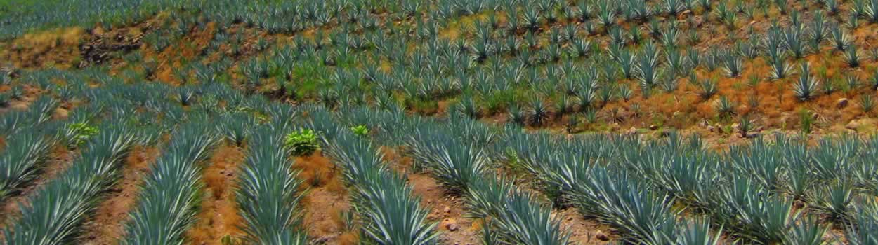 organic raw agave nectar
