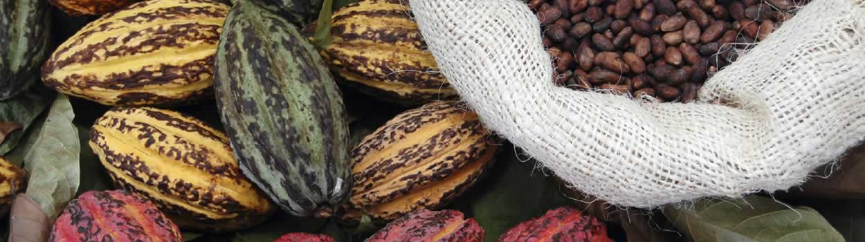 Organic raw cacao beans