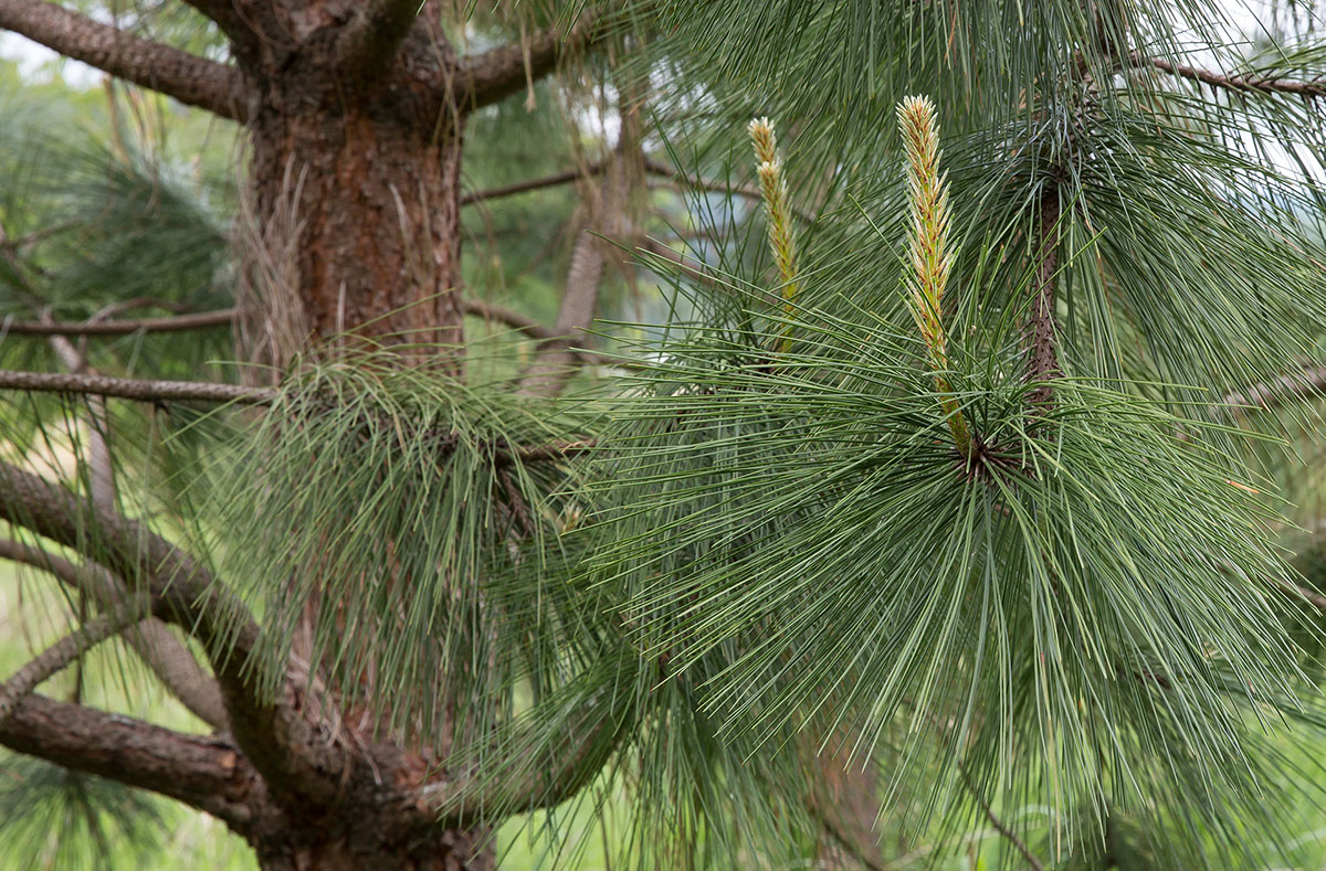 managedforest1.jpg