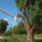 Harvesting invasive Elm trees