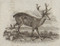 Philadelphia and Erie Land Company stock certificate vignette - large deer