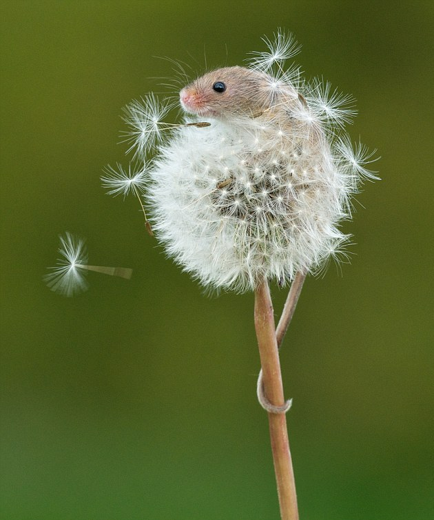 Orange Ginger Mint Herbal Tea Herbal Teas Medicinal Teas