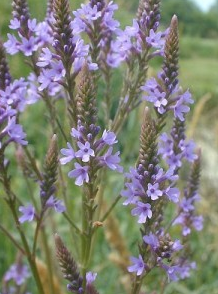 blue-vervain.png
