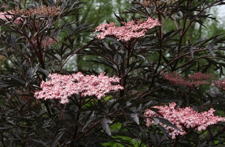 Elderberry (Sambucus nigra )