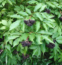 Elderberries (Sambucus caerulea)