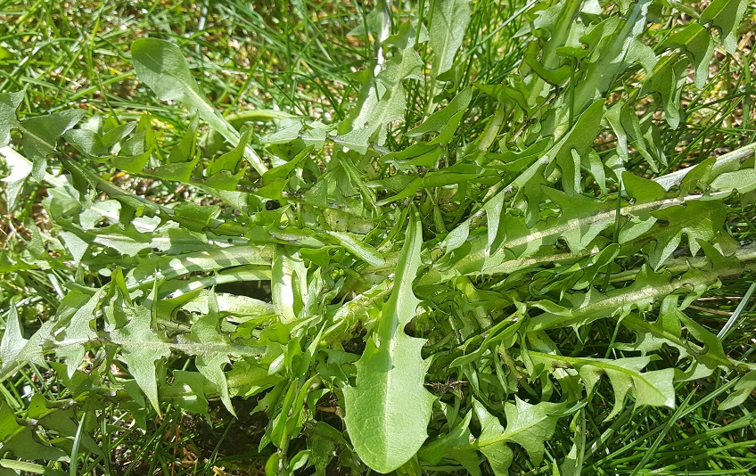 Mountain Maus Remedies. Dandelion Harvest