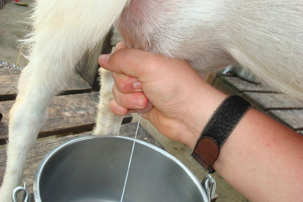 milking-goat.png