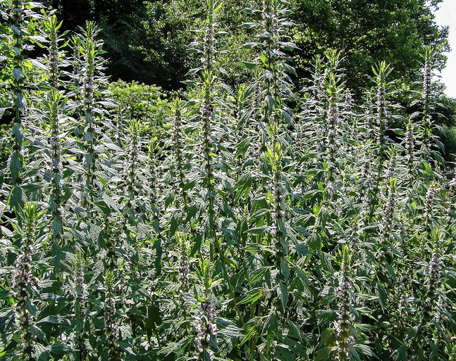 motherwort-herb-plant.png