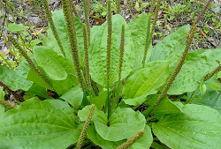 My #1 go-to plant to stop the Nettle sting is Plantain.
