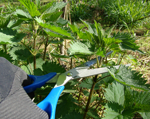 How do I harvest Stinging Nettle without getting stung?