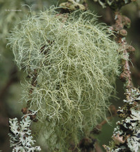 Usnea Lichen