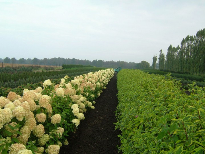 Buy High Quality Hydrangea Root Online | Austral Herbs