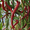 Maus' Cayenne Plants