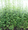 Maus' Mugwort Plants