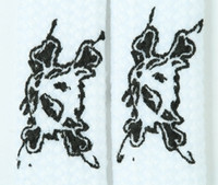 Bone white animal shoelace