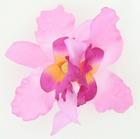 M orchid L purple-D pink medium flower