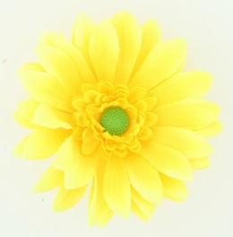 M daisy yellow medium flower
