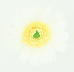 M daisy white medium flower
