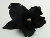 L orchid black big flower