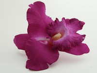 L orchid purple big flower