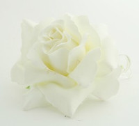 L rose cream big flower