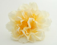 L botan cream big flower