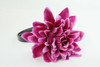 L dalia purple big summer flower