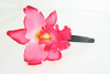 L orchid D-pink big summer flower